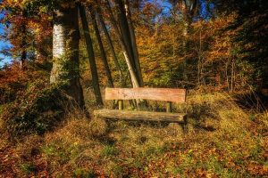 forest-bench